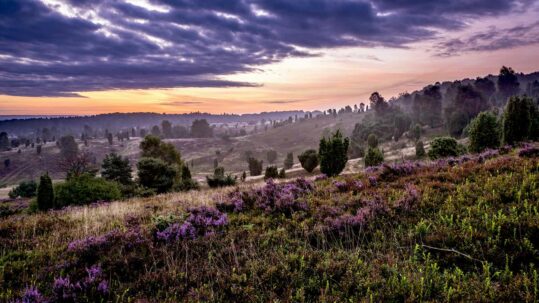 Sonnenuntergang Lüneburger Heide