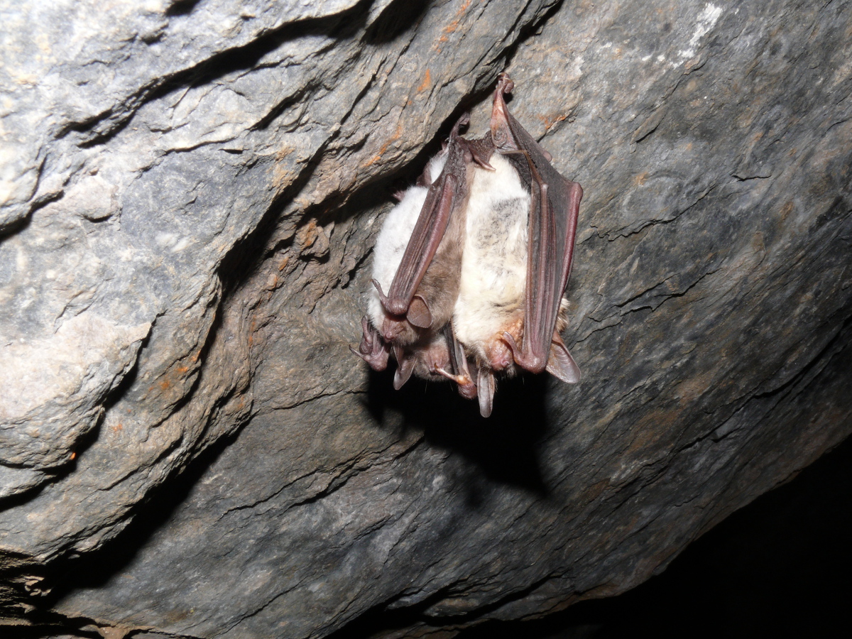 Fledermaus