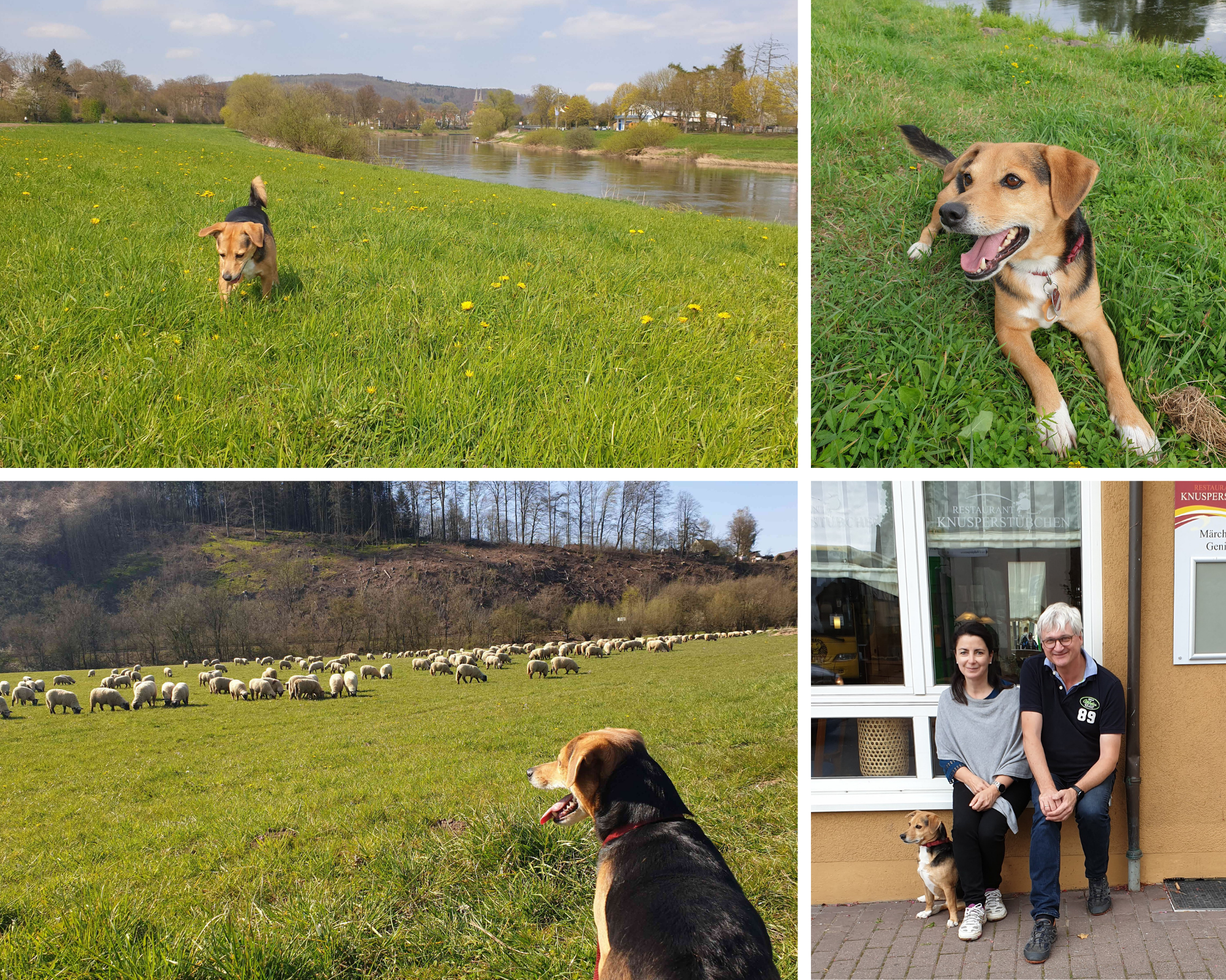 Bildercollage Hund Yoshi