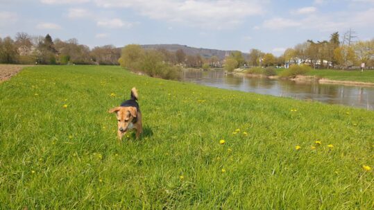 Hund Yoshi auf Wiese