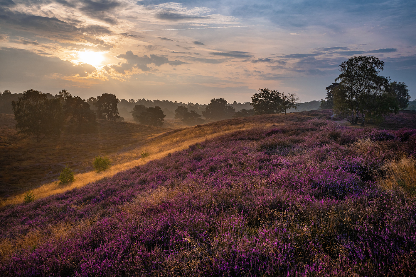 Lüneburger Heide Zur Eiche